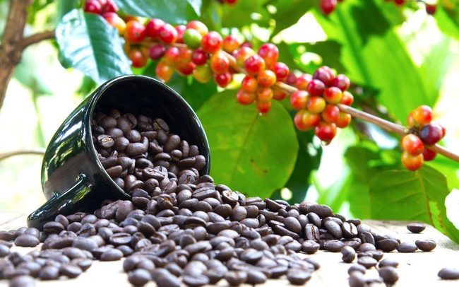 Giá cà phê Robusta khả năng cao sẽ nối tiếp đà giằng co do sự trái chiều của thông tin cơ bản và yếu tố kỹ thuật