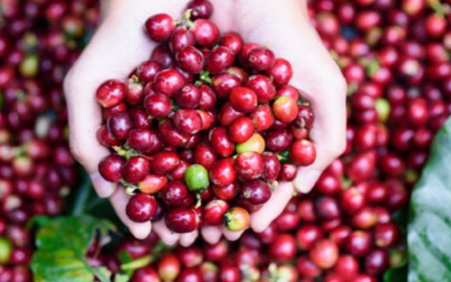 Động lượng giảm của Arabica vẫn còn khi nguồn cung ngắn hạn có phần cải thiện nhờ xuất khẩu tại Honduras