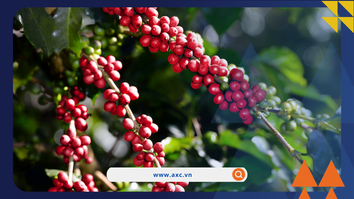 Giá hàng hóa nguyên liệu thế giới tiếp tục giảm