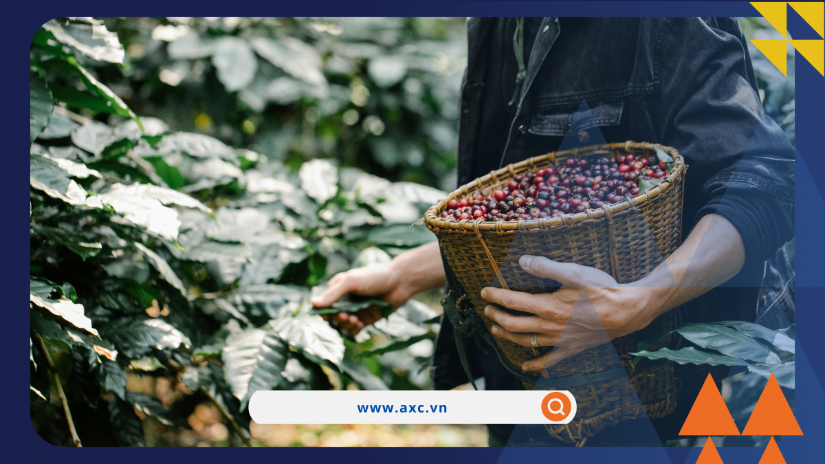 MXV-Index tiếp tục suy yếu