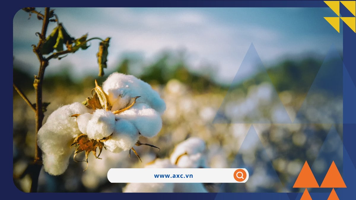 Chỉ số MXV-Index đạt mức cao nhất trong 3 tháng