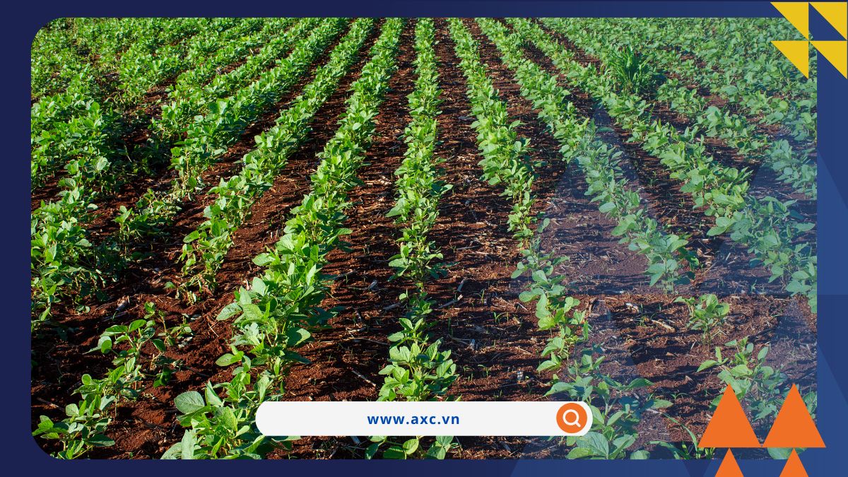 Giá nông sản, dầu thô gặp sức ép