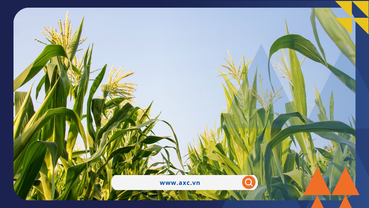 Chỉ số MXV-Index bất ngờ suy yếu