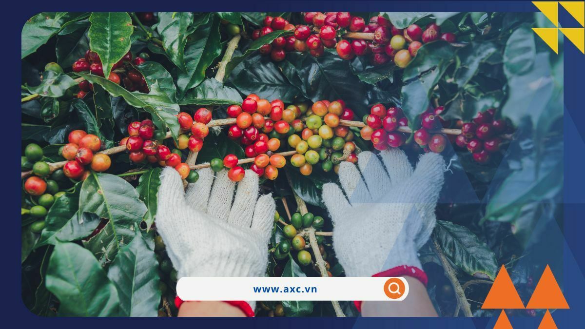 Tâm lý thận trọng của nhà đầu tư, khi thị trường Mỹ tạm nghỉ Lễ Tạ ơn