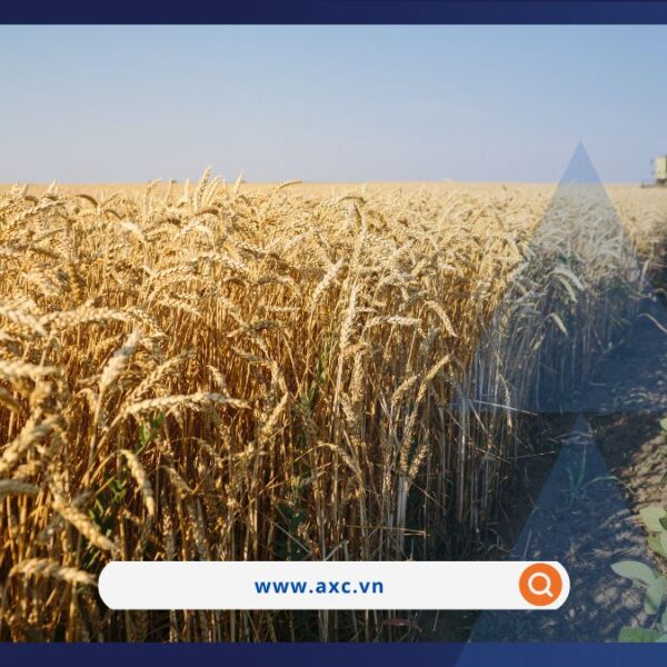 Giá cà phê tăng vọt, giá khí tự nhiên lao dốc