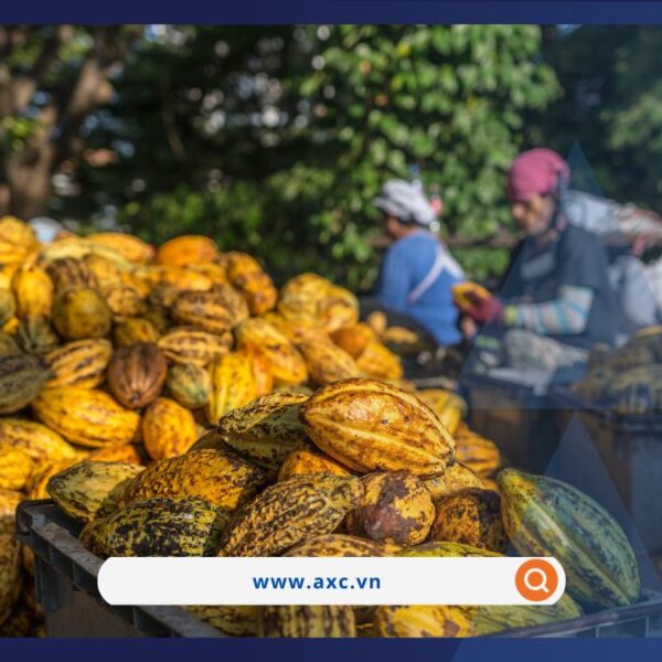 Giá dầu giằng co, giá cà phê Robusta lên cao