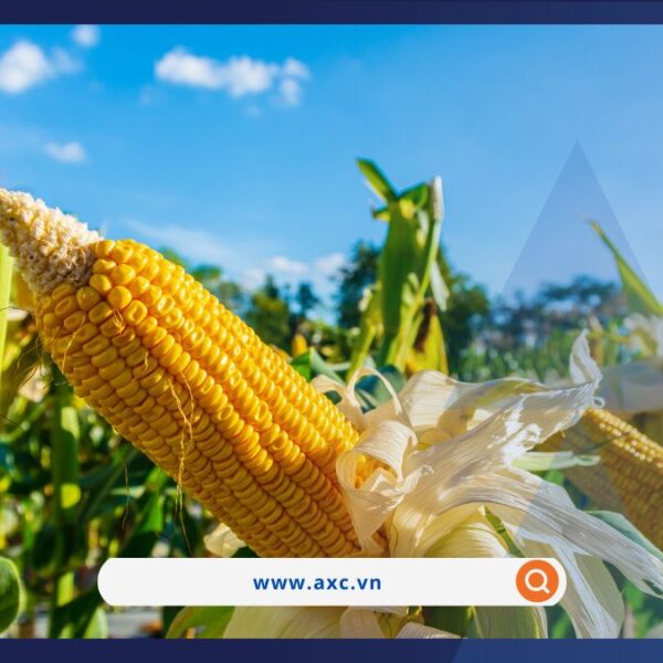 Cà phê Robusta lập kỷ lục giá mới, thị trường dầu ‘xanh’ trở lại