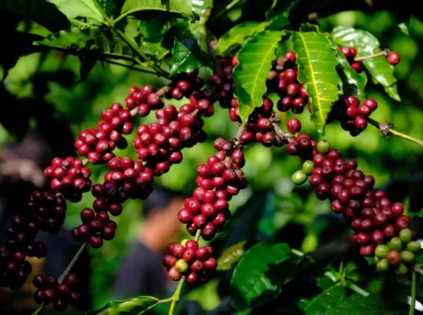 Bong bóng vỡ, giá cà phê đi đâu?